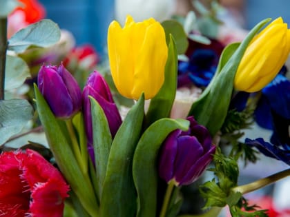 Праздничный букет - лучшие материалы ИА KamchatkaMedia о наших землячках . Часть 2