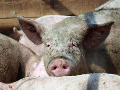 Россельхознадзор опроверг, что России грозит подорожание и дефицит вакцин для свиней