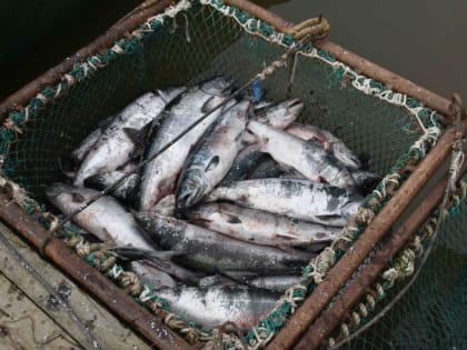 Камчатские рыбаки снизили улов лососей по сравнению с предыдущим годом