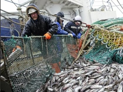 В Охотском море идёт «охота» на минтай