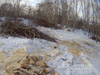 В Елизовском лесничестве на Камчатке пресечена незаконная рубка каменной берёзы