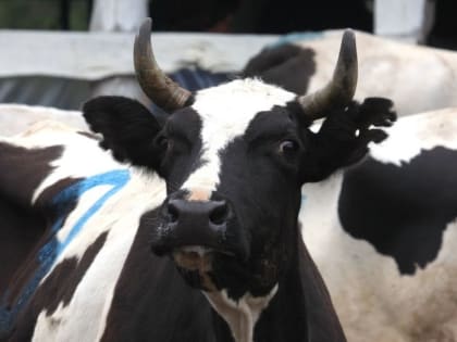 Условный срок получил житель Камчатки за кражу и забой чужой коровы