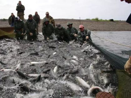 Лососевая путина завершается на восточном побережье Камчатке