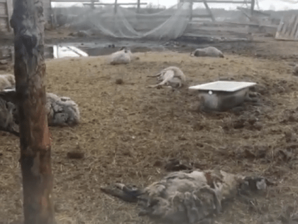 Медведь подрал около 20 овец на ферме в Петропавловске-Камчатском