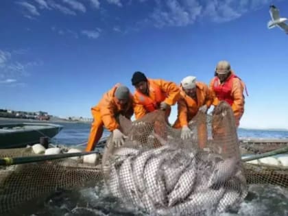 Лососевый улов рыбаков Камчатки достиг 356 тыс. тонн