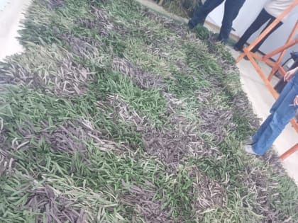 Первые маскировочные сети изготовлены в новом пункте на проспекте Победы