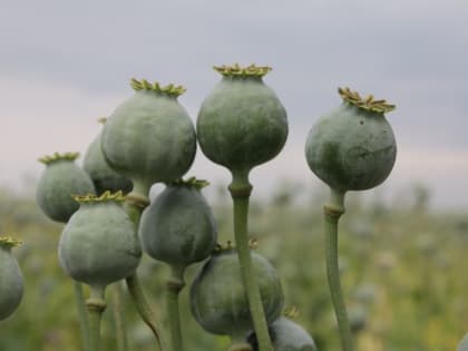 Камчатский любитель мака на три года отправится в колонию