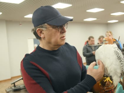 На праздновании «Дня сокола» жители и гости Камчатки смогут познакомиться с живыми кречетами