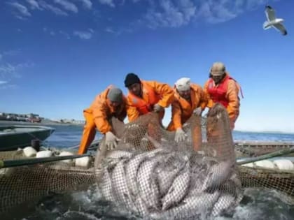 Проходные дни в Усть-Камчатском районе отложили из-за высоких подходов горбуши
