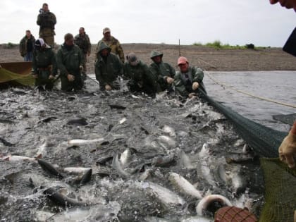 Объем вылова лососей на Камчатке увеличили еще на 16% - до 519 тыс. тонн