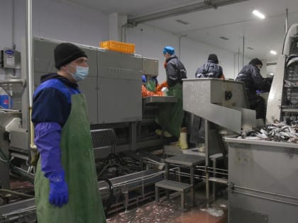 На Камчатке растет количество предприятий, способных утилизировать рыбные отходы