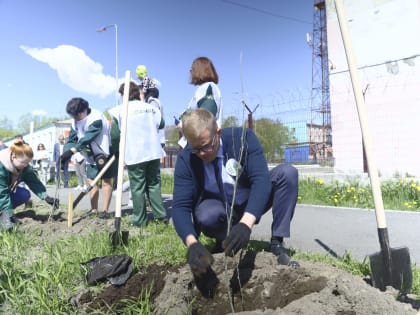 29 саженцев тополя высадили в Елизове на Камчатке в рамках акции «Сад памяти»