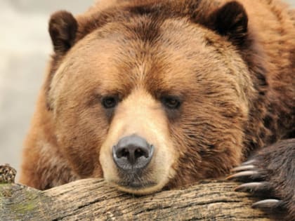 Медведь замечен в черте Петропавловска-Камчатского