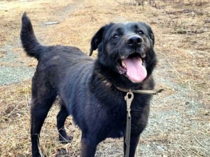 Почти 150 животных из городского приюта пристроили в добрые руки в столице Камчатки