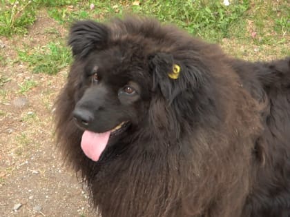 Количество отлавливаемых собак без владельцев в столице Камчатки увеличат вдвое