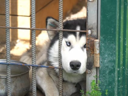 «Уроки доброты» для студентов камчатских ВУЗов проходят при поддержке партпроекта «Защита животного мира»