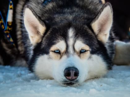 Дружелюбные хаски будут встречать гостей фестиваля «Снежный путь» на Камчатке