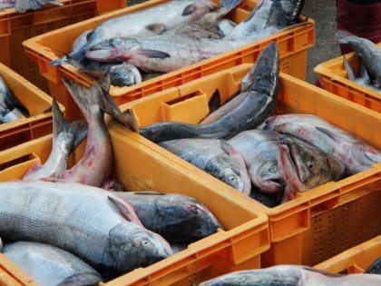 На Камчатке озвучат прогноз на лососевую путину-2024