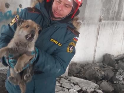Камчатские спасатели пришли на помощь "замурованному" в бетонных плитах щенку