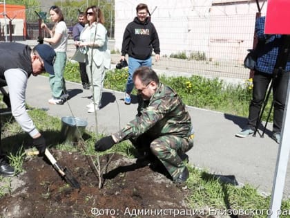 Камчатский «Сад памяти» пополнили пирамидальные тополя