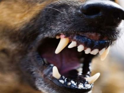 Службу благоустройства столицы Камчатки оштрафовали на 600 тыс. рублей за смерть ребенка