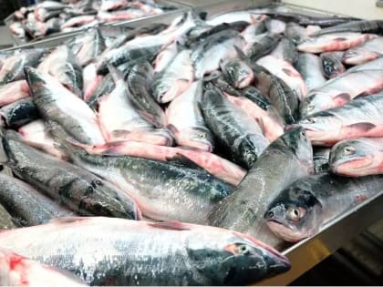 Рыбаки Камчатки выловили почти 490 тыс. тонн лососей