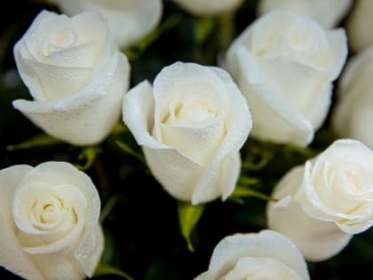 Праздничный букет - лучшие материалы ИА KamchatkaMedia о наших землячках . Часть 3