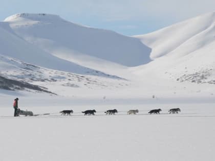 Одиннадцать камчатцев и москвич, не считая собачек: Гонка «Берингия-2023» полностью укомплектована