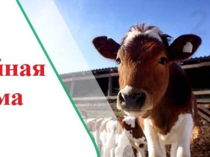 Три гранта на развитие семейных ферм смогут получить фермеры Камчатки в 2023 году