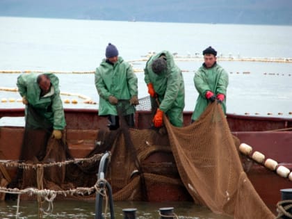 В Усть-Камчатском районе стартовала лососевая путина