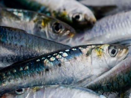 Дальневосточные рыбаки увеличили вылов сардины иваси на 22 процента