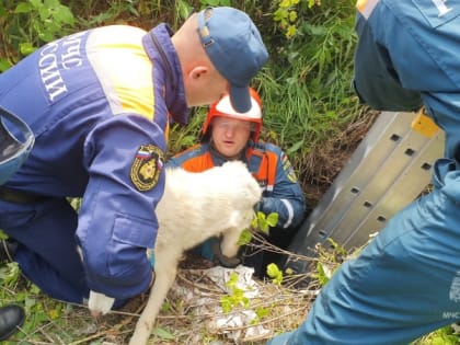 На Камчатке спасатели пришли на помощь собаке, которая провалилась в погреб