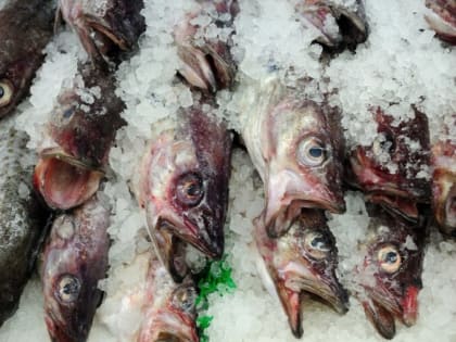 Камчатской рыбой заинтересовались крупные торговые сети России