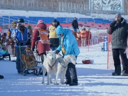 На Камчатке стартовала детская гонка на собачьих упряжках "Дюлин "Берингия – 2023"
