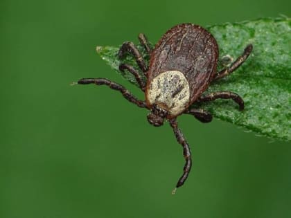 Клещи готовятся атаковать жителей Камчатки