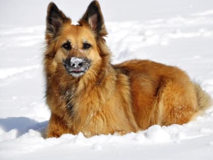 Аналитика ЦУР помогает камчатским властям принимать быстрые точечные решения