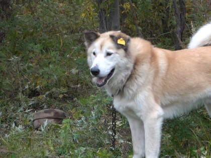 Более 300 собак и кошек бесплатно стерилизовали на Камчатке