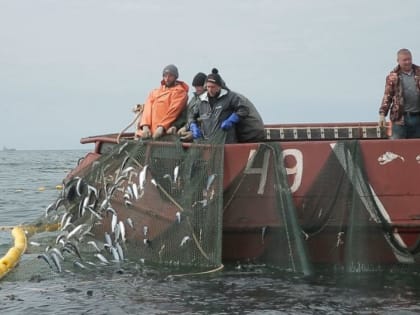 Новые ставки принесли бюджету от рыбаков Камчатки почти 7 миллиардов рублей