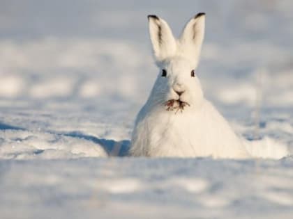 У камчатских охотников изъяли более 50 незаконно добытых зайцев