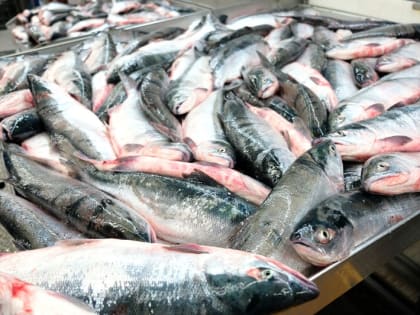 Экспорт рыбопродукции с Камчатки продолжает расти