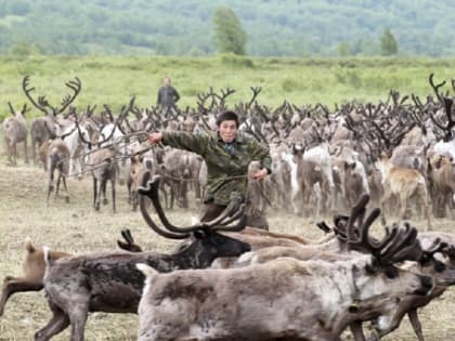 На Камчатке принят Закон о северном оленеводстве