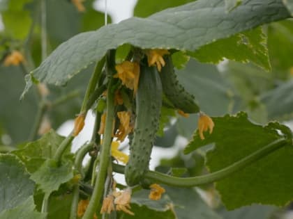 Камчатский предприниматель в январе запустит две новые теплицы круглогодичного пользования