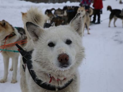 Протяженность камчатской гонки на собаках "Берингия" составит 1425 километров
