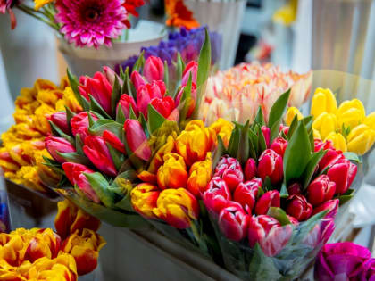 К 1 сентября на Камчатку завезли цветы из Африки, Европы и Азии