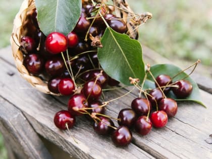 Дачникам разрешили срывать плоды с  деревьев соседей