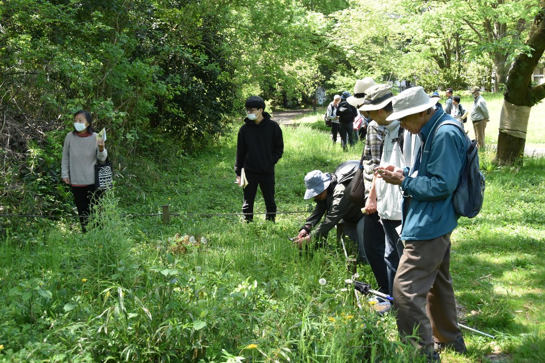 野草観察会
