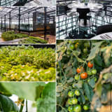 From Greenhouse to your table