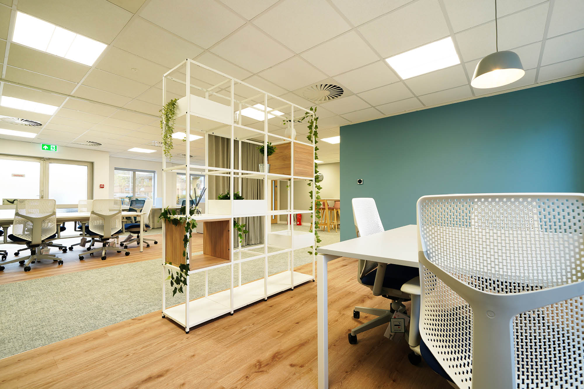 Modern office space with light wood flooring and a blue accent wall. It features white desks and chairs, a white shelf decorated with green plants.