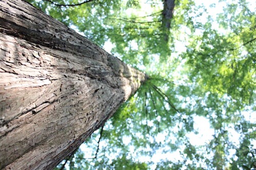 真実をみつめ続ける態度こそ。