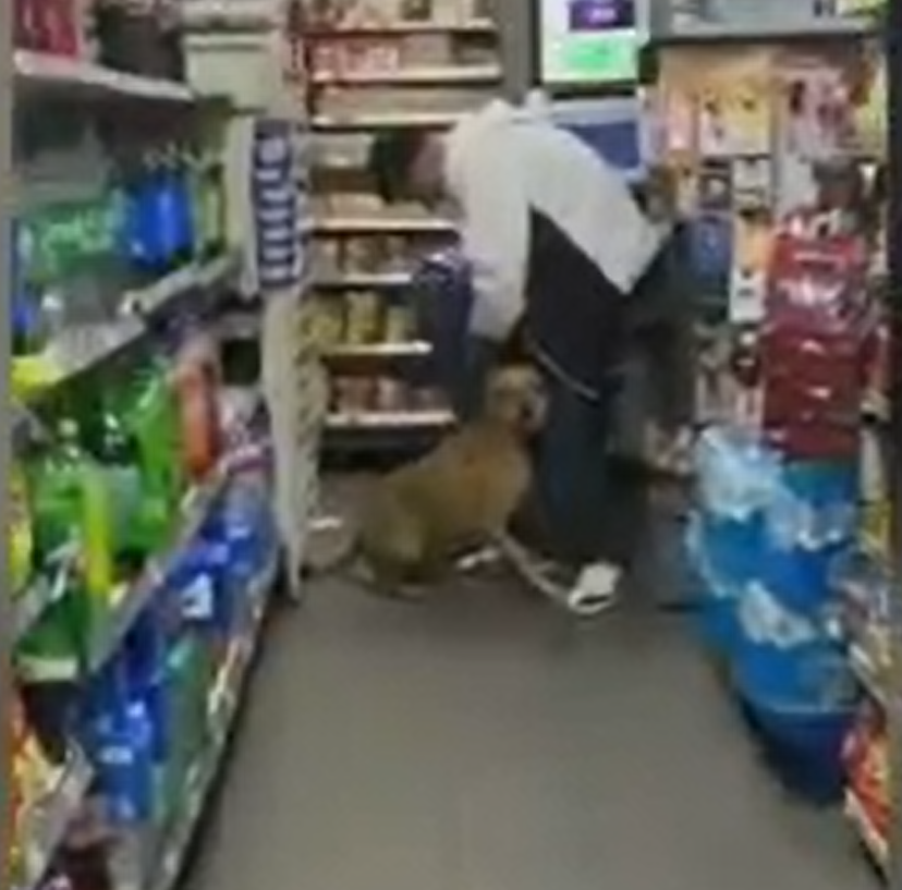 Stolen dog found, reunited with owner after violent theft caught on video in North Hollywood